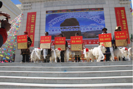 白绒山羊养殖业已成为日土县牧业主导产业